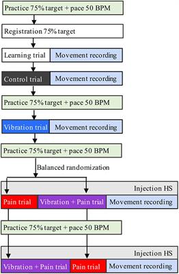 Multimodal Sensory Stimulation of the Masseter Muscle Reduced Precision but Not Accuracy of Jaw-Opening Movements